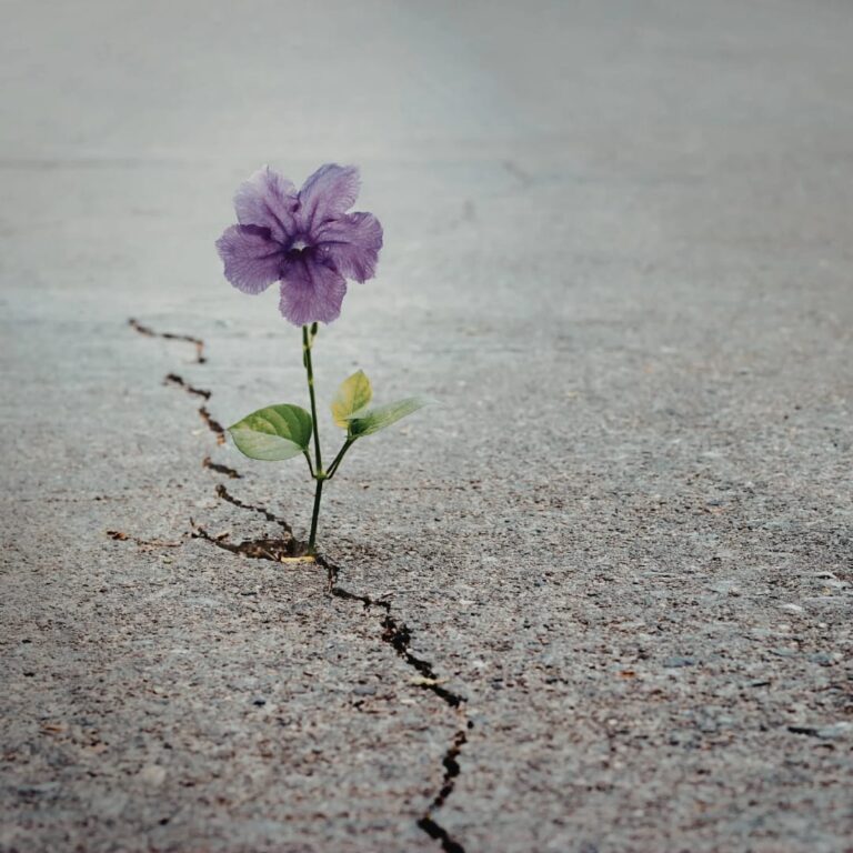 When the Wedding Becomes a Mirror